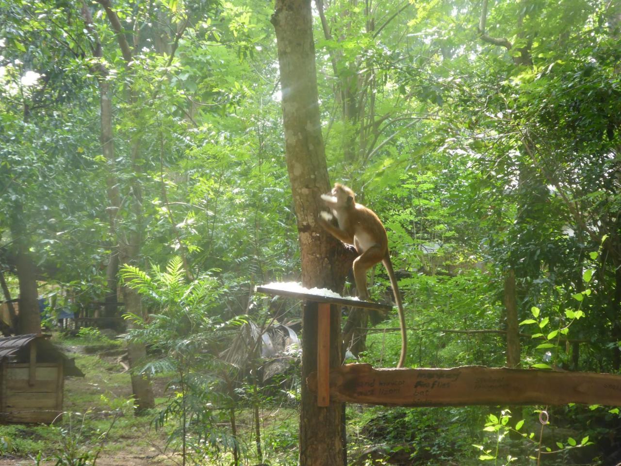 Angry Birds Tree House Appartement Habarana Buitenkant foto